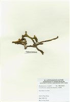 藏品(角網藻)的圖片